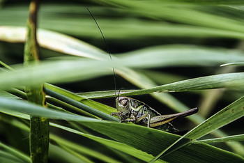 Heuschrecke im Gras saß / ***