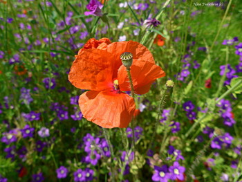 Mohn / ***