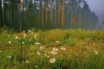 Morgendämmerung / ***