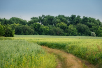 Feld / ***