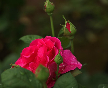 Nach dem Regen / ***