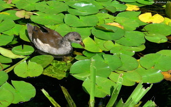 Wasser Henne / ***