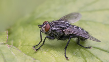 eine Fliege auf dem Feld ist weg ... / ***