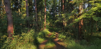 Abend im Wald / ***