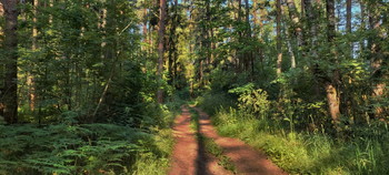 Evening forest / ***