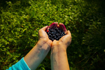 Blaubeeren / ***