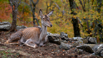 Wachheit / Wildlife