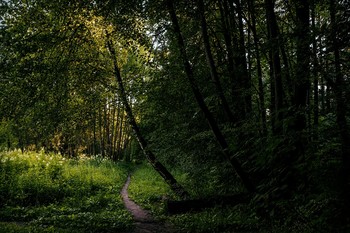 Weg / ***