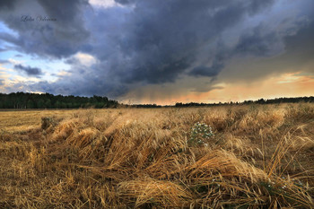 Vor dem Sturm / ***