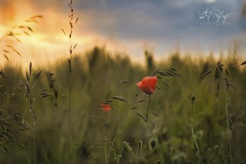 Summertime and the living is easy... / Getreidefeld mit Mohnblumen.