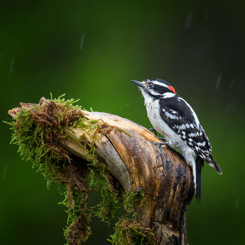 Downy woodpecker (male ) / ***