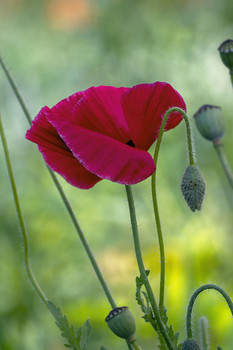 Mohn / ***