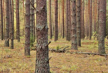 In einem Kiefernwald / ***