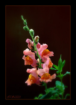 &nbsp; / [img]https://i.imgur.com/xDDsYLL.jpg[/img]
 [img]https://i.imgur.com/0Ha9ful.jpg[/img]