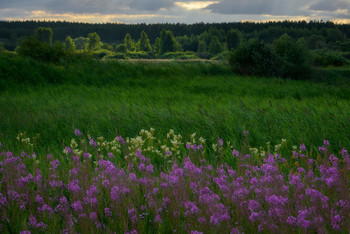 Über Sommer ... / ***