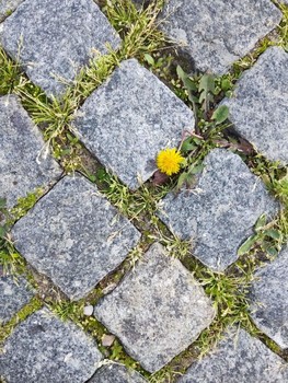 Taraxacum / ***