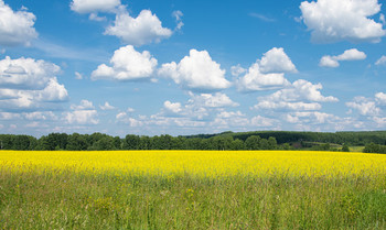 Russische Feld / ***