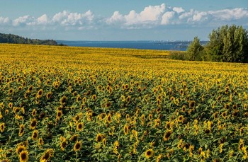 Sonnenblumen / ***