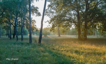 Morgen in den Wald. / ***