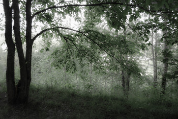 Im Schatten der Bäume / ***