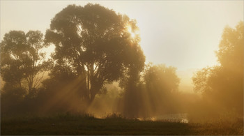 Julimorgen / ***