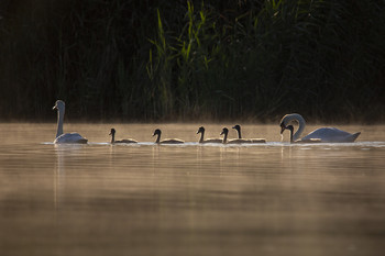 Familien / ***