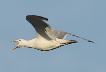 SEAGULL / ***