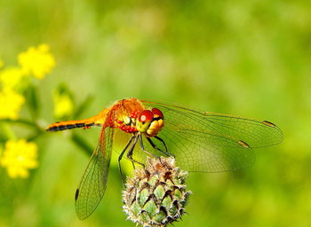 Dragonfly / ***