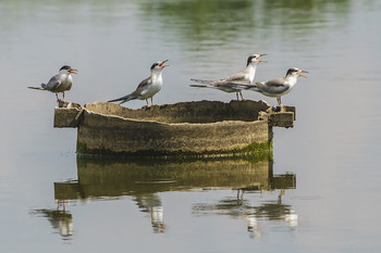 Quartett / ***