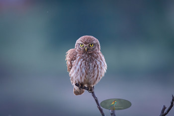 &nbsp; / Wildlife