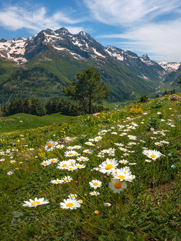 Gänseblümchen in den Bergen / ***