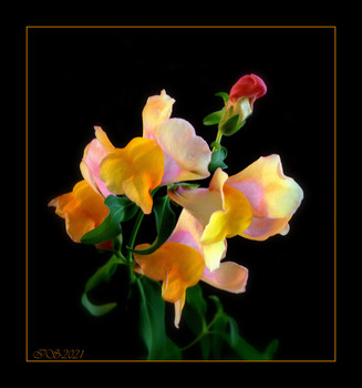 &nbsp; / [img]https://i.imgur.com/tfrpJRt.jpg[/img]