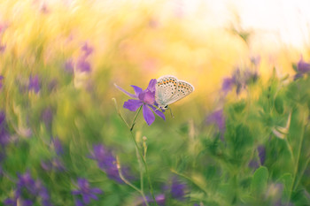 Über ein Schmetterling / ***