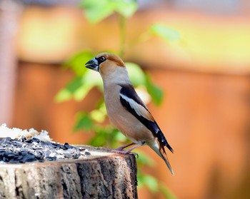 Grosbeak / ***