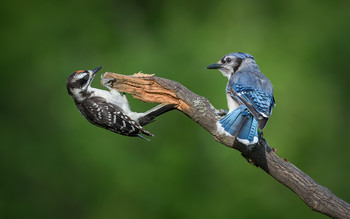 Rivals: Hairy Woodpecker (male, juvenile) vs. Blue Jay / ***