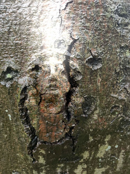 Textureface / In the woods