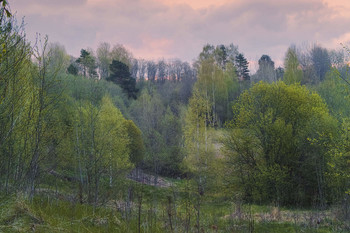 Spring Forest / ***