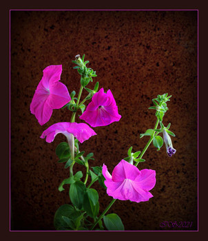 &nbsp; / [img]https://i.imgur.com/iIfWiBz.jpg[/img]