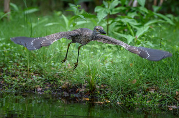 Yellow-crowned Night-Heron (Juvenile) / ***