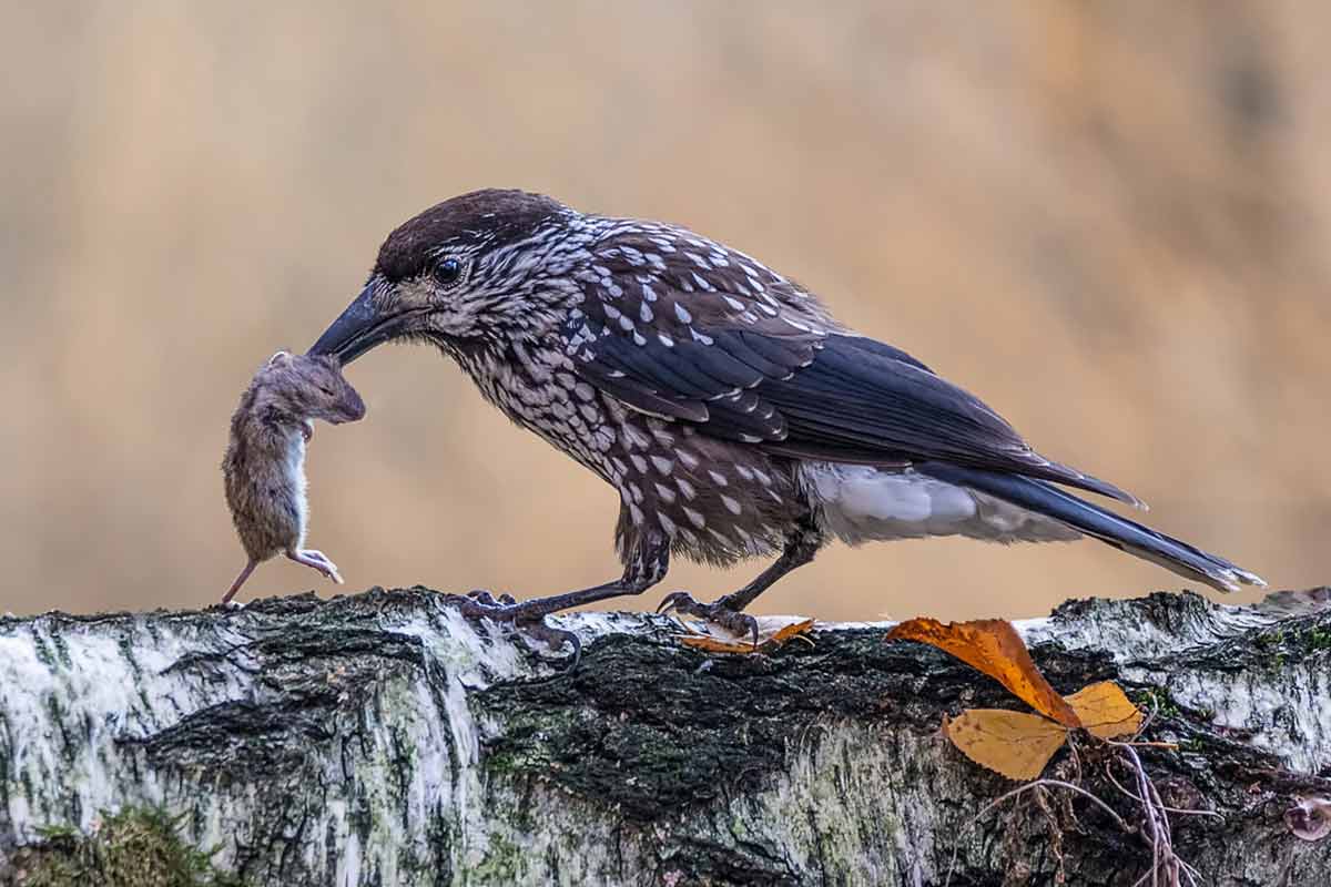 Кедровка фото птицы