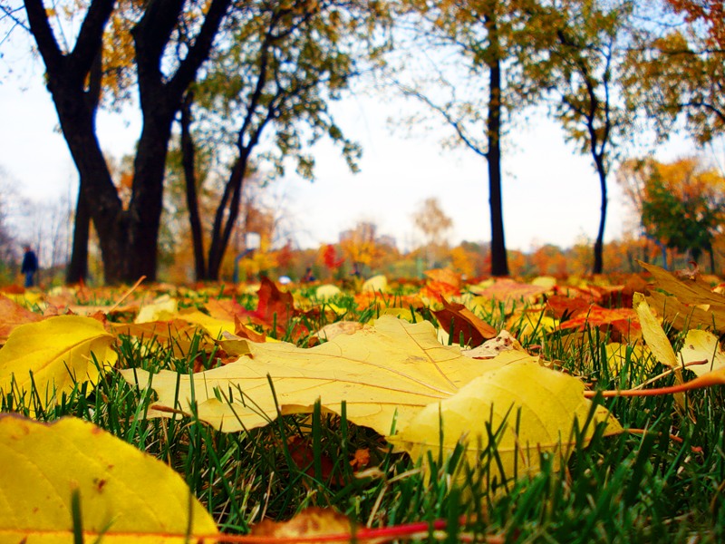 В парк пришла осень. Желтая осень. Осенние листья на траве. Осенняя трава. Желтые листья на траве.
