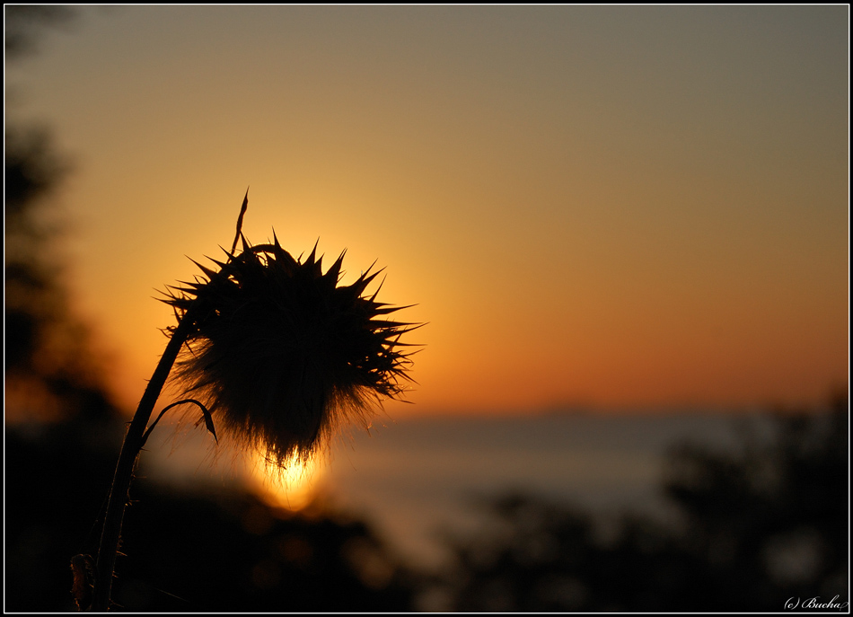 Солнышко солнышко жгучее колючки. Солнышко жгучее колючки колючие слушать. Верблюжья колючка. Солнышко солнышко жгучее колючки колючки колючие слушать. Солнышко жгучее колючки колючие слушать.