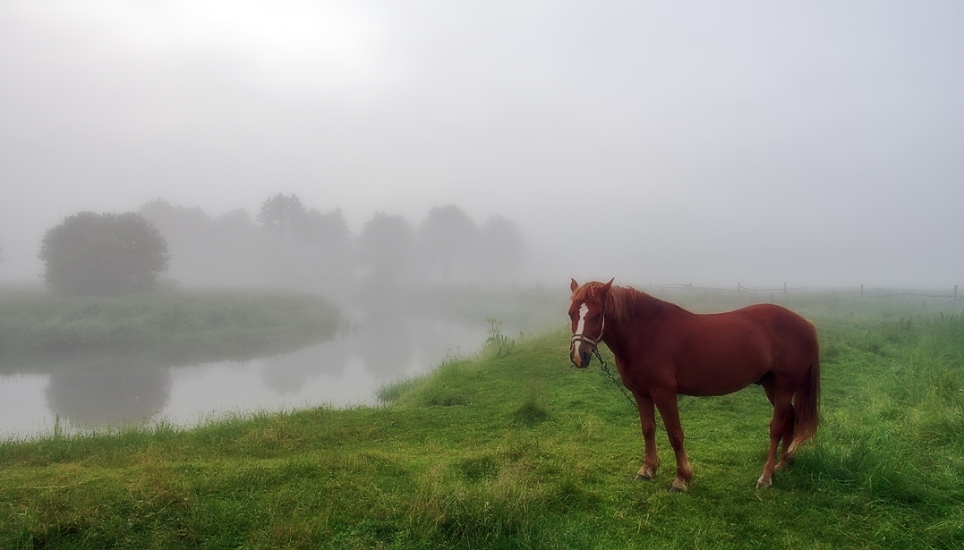 Село ходит. Поле лошадь река. Лошади в тумане деревня. Деревенская лошадь у реки. Утро в деревне лошади.