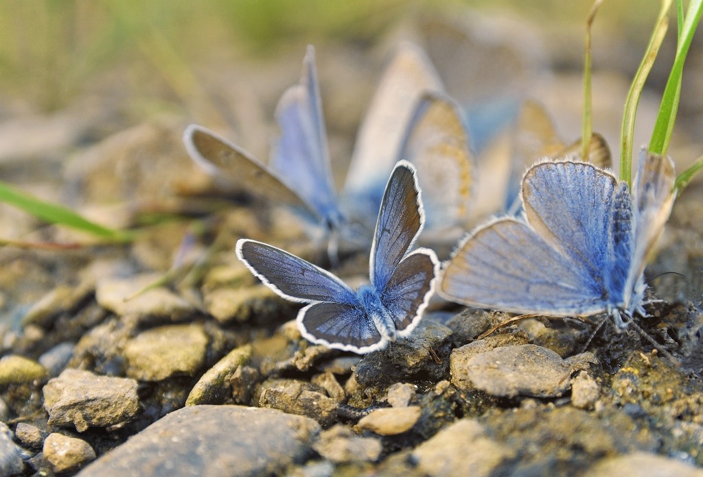Голубянки чудесной shijimiaeoides divina. Голубянка Икар. Голубянка Икар бабочка. Голубянка аргали. Голубянка аргали бабочка.