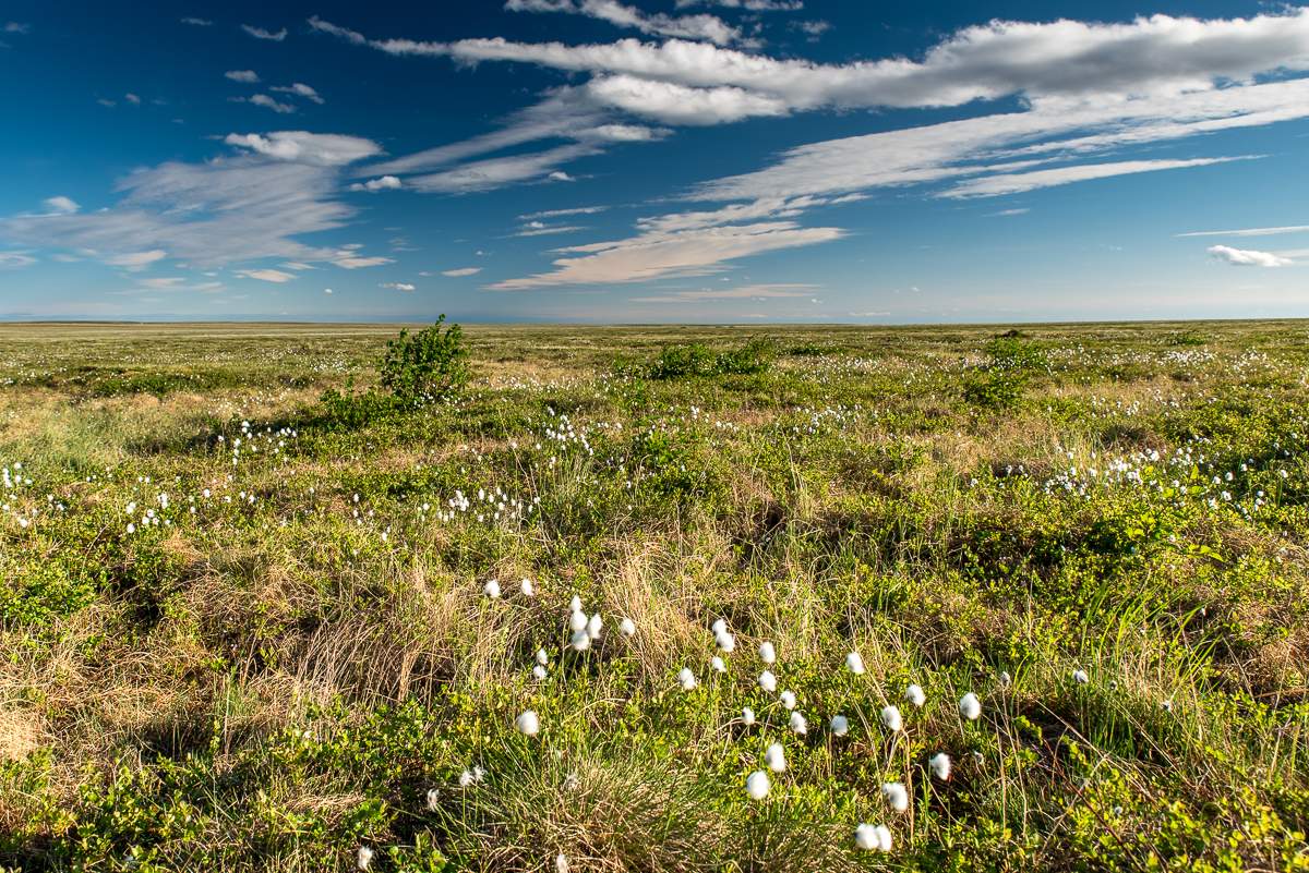 Тундра в мае фото