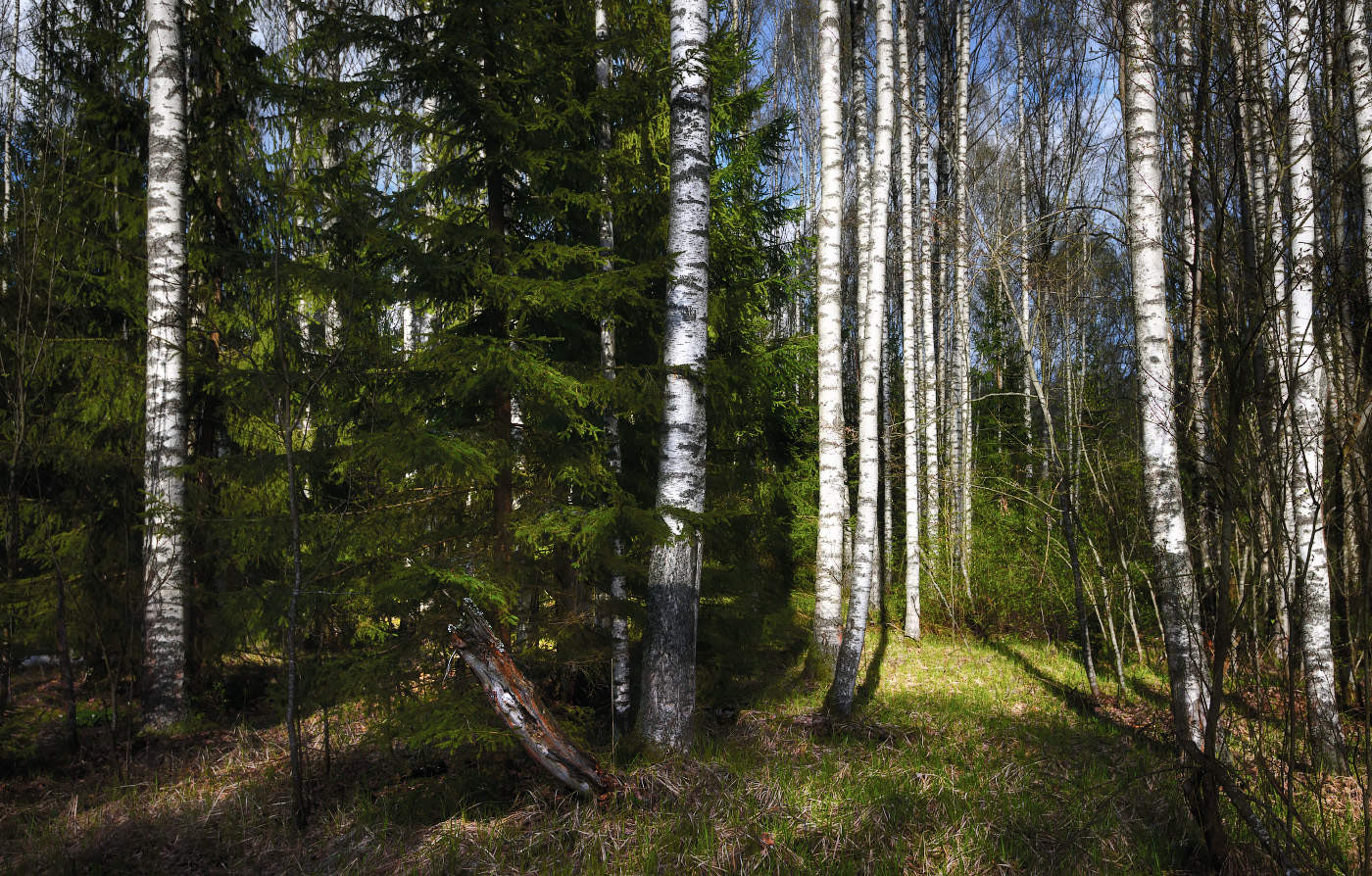 Новгородский лес