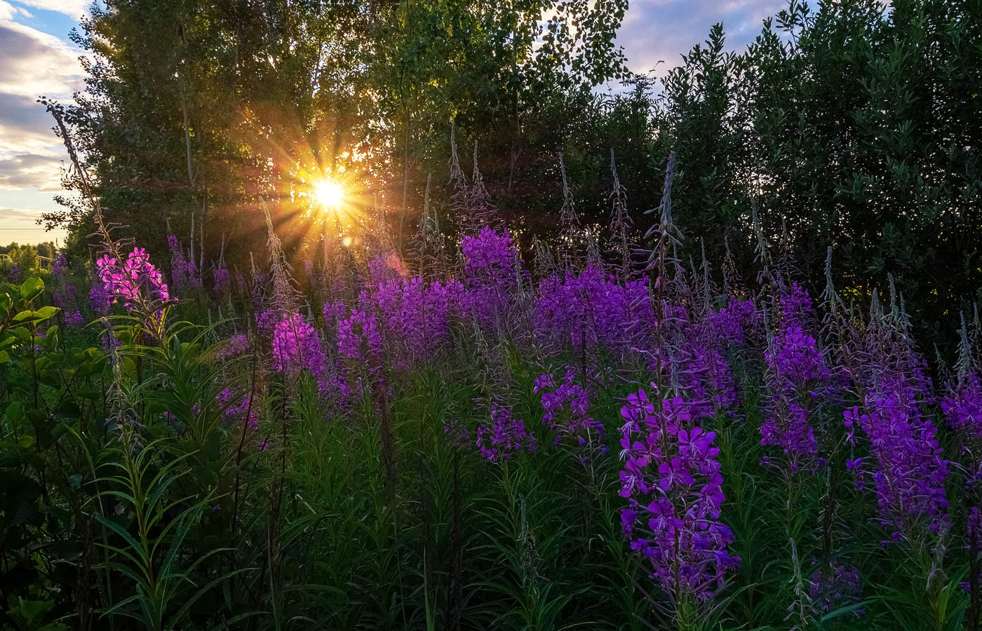 Растение Иван Чай Фотографии