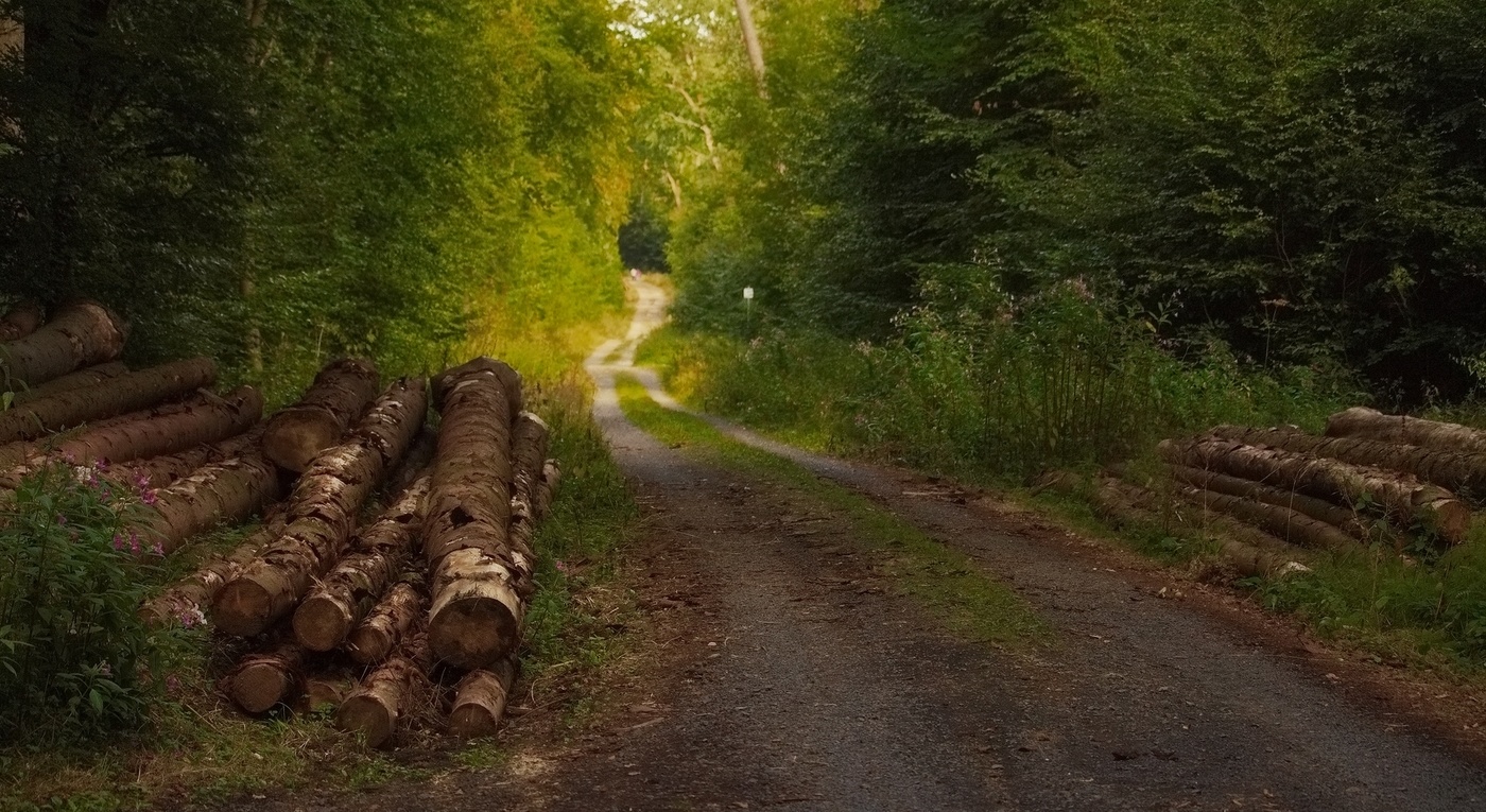 Forest бревна