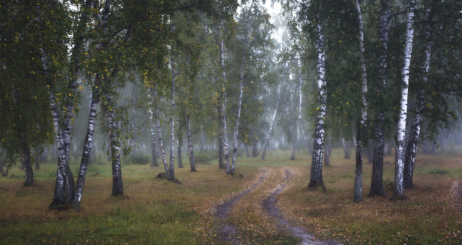 Дорога в Березовом лесу фото